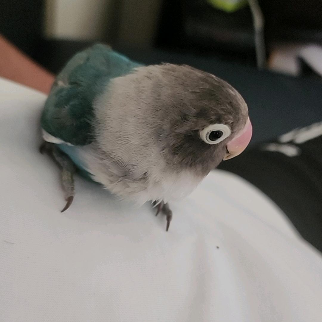 昌鸿工程机械租赁