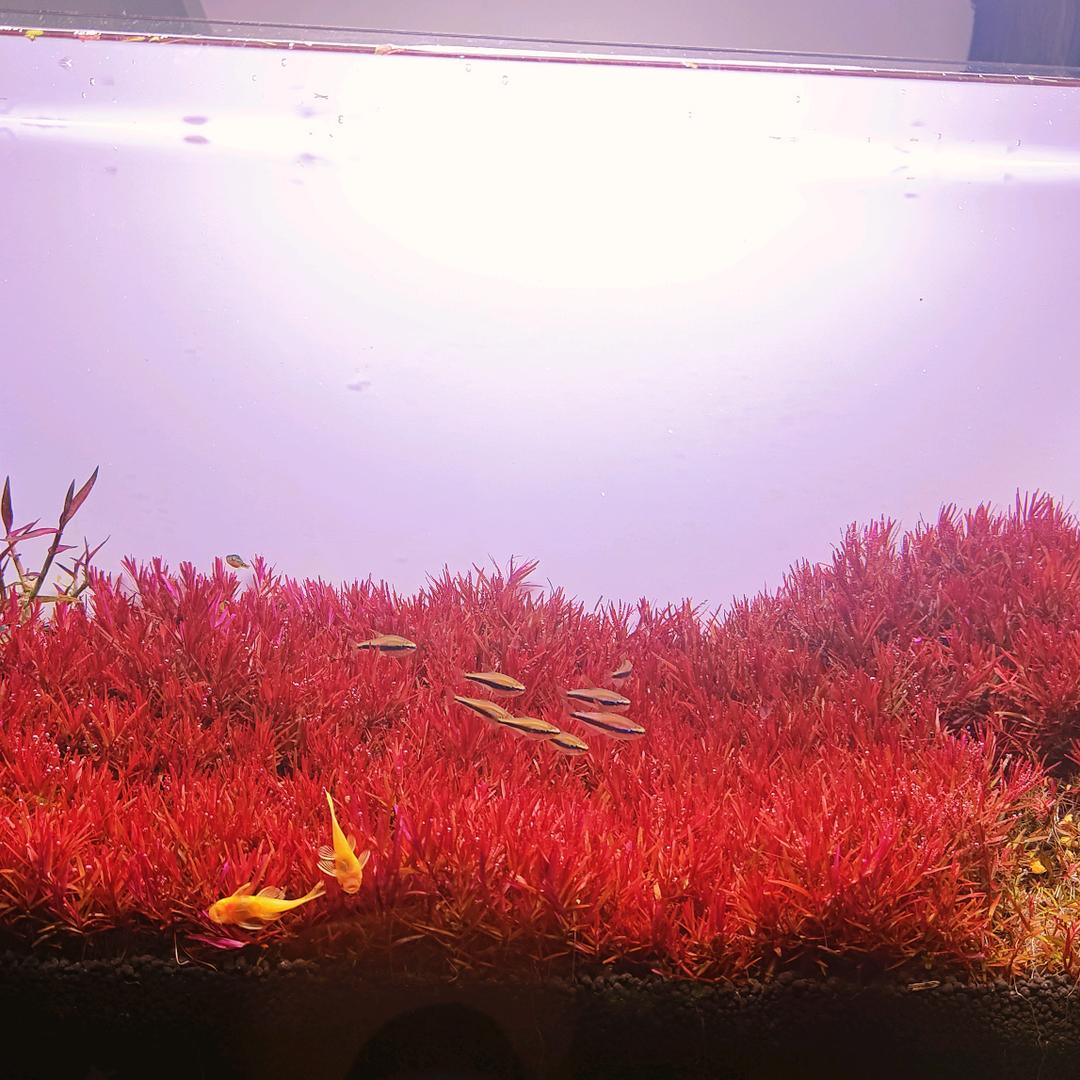 西瓜水草工作室