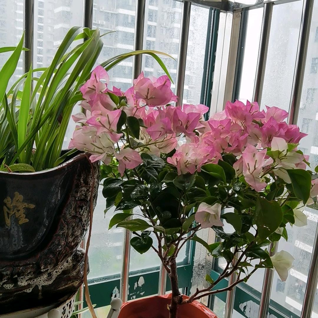 开乐玩具