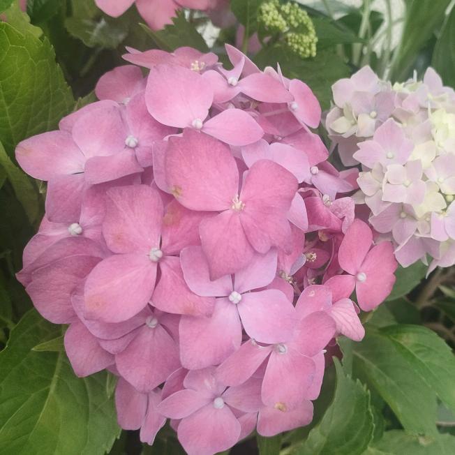 哎呀！我的个乖乖