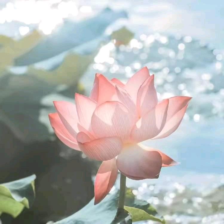 辛褔—家人