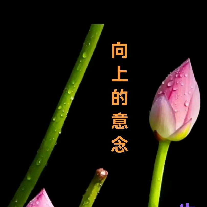 雨荷