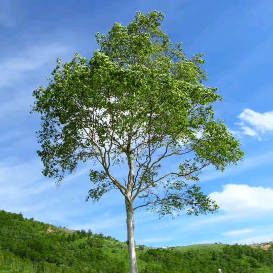 🌳树下独影🌪
