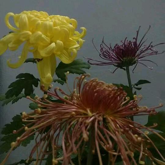 曹俊英(橱窗🈶好物)