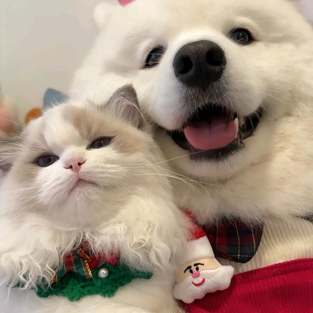 小小小张张张