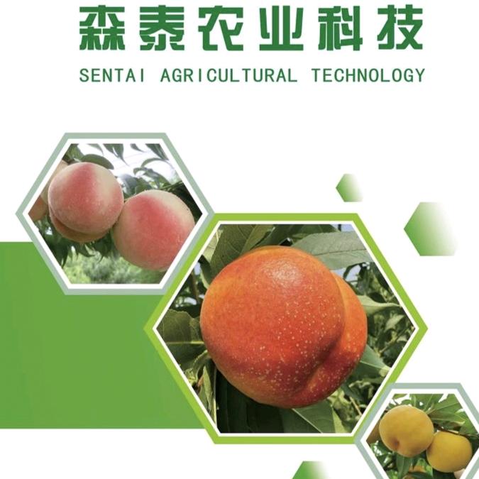 山东森泰