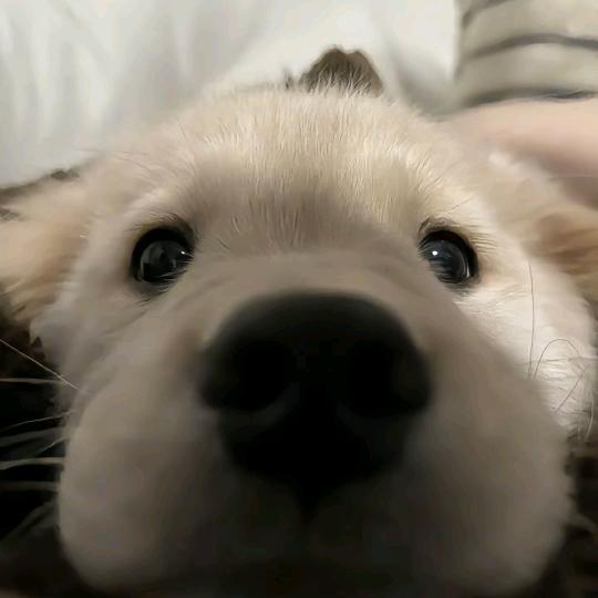 我真的是耐看型