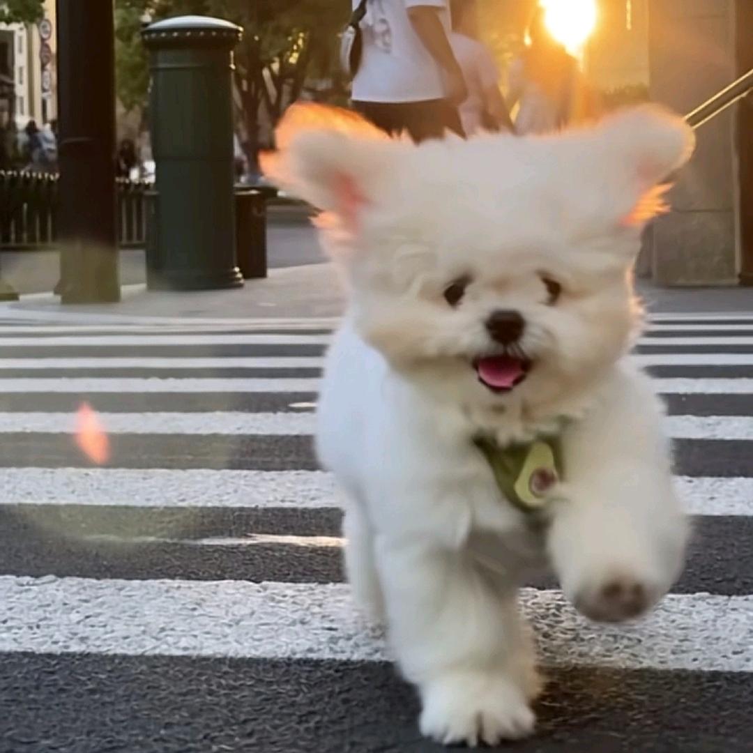 是泡芙咦~🕊（努力涨粉中）