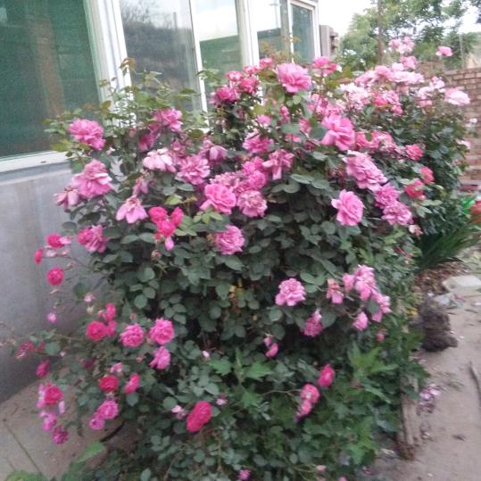 微梁欣暖光依静，年月四季长花香