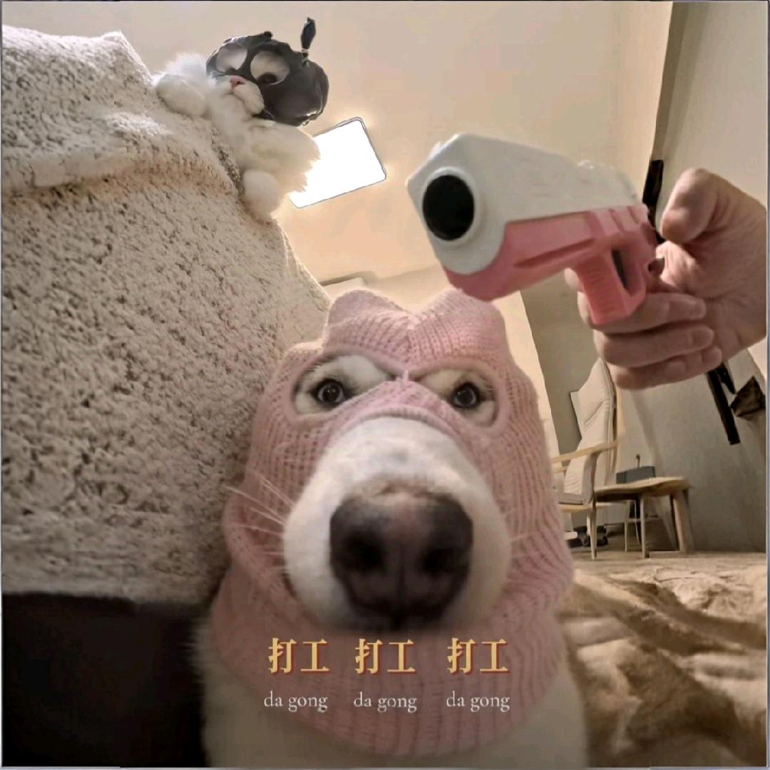 你手里的猫是我的