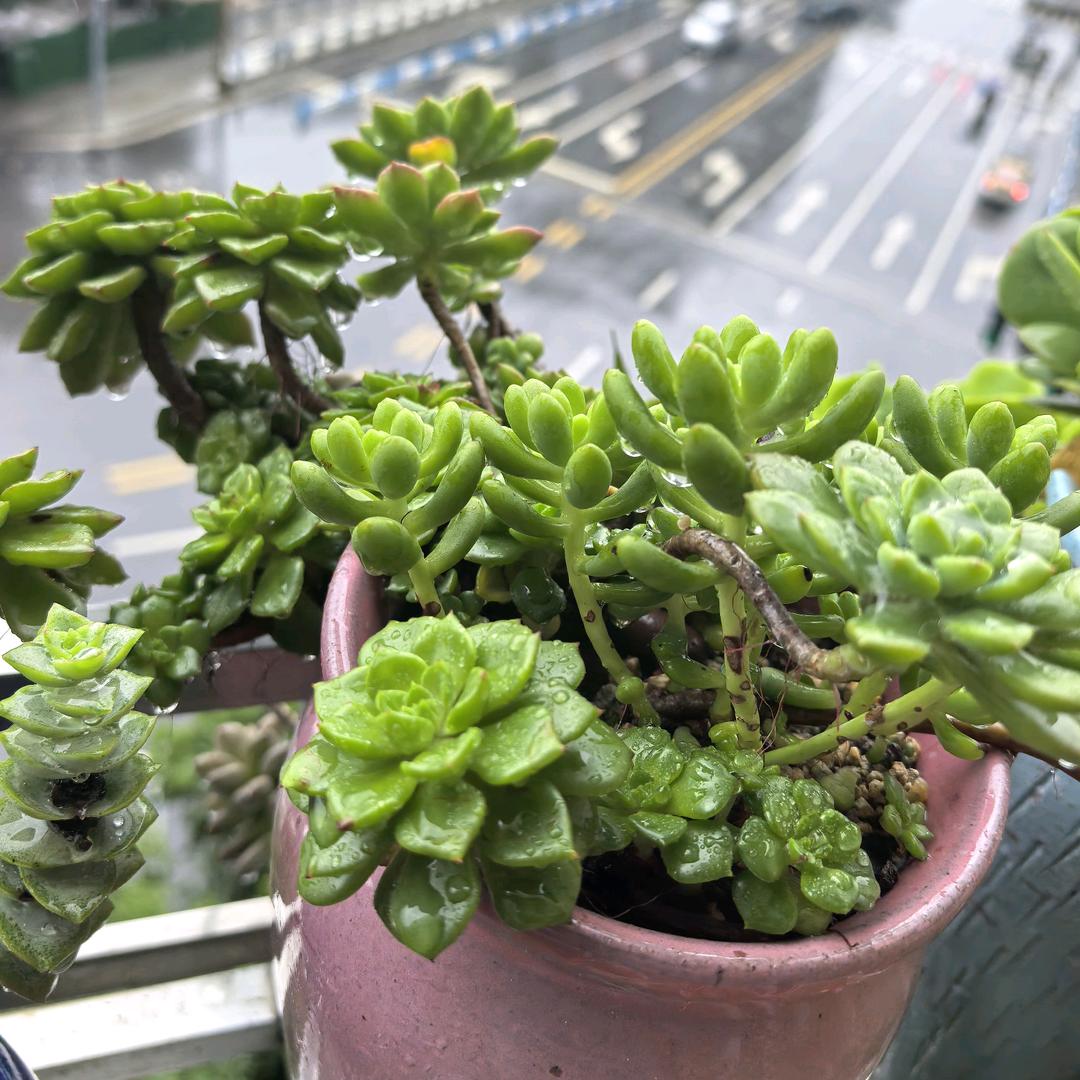 ້້এ᭄归零꧔ꦿ້໌ᮨ࿐