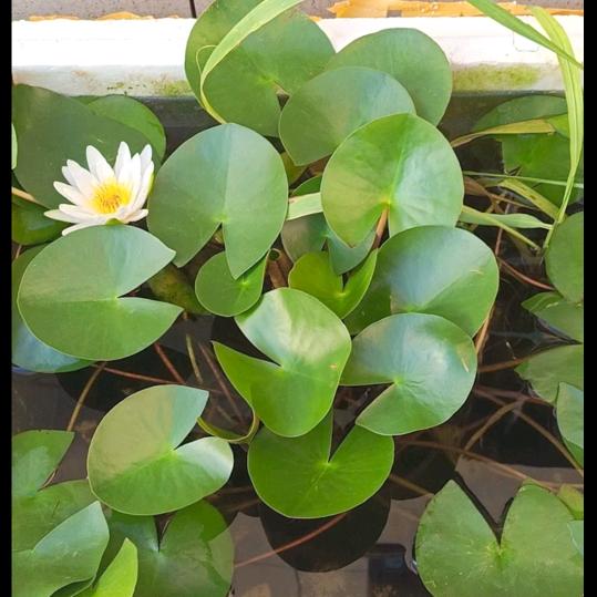 花花世界