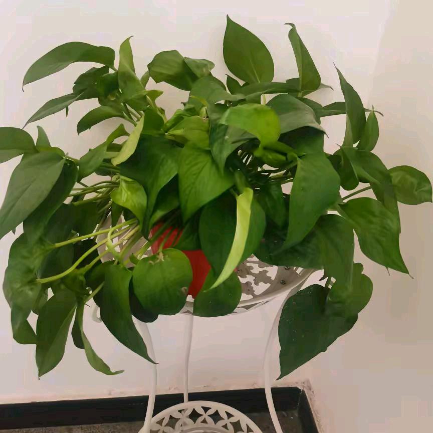 无名草