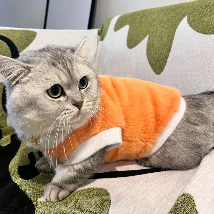 猫咪