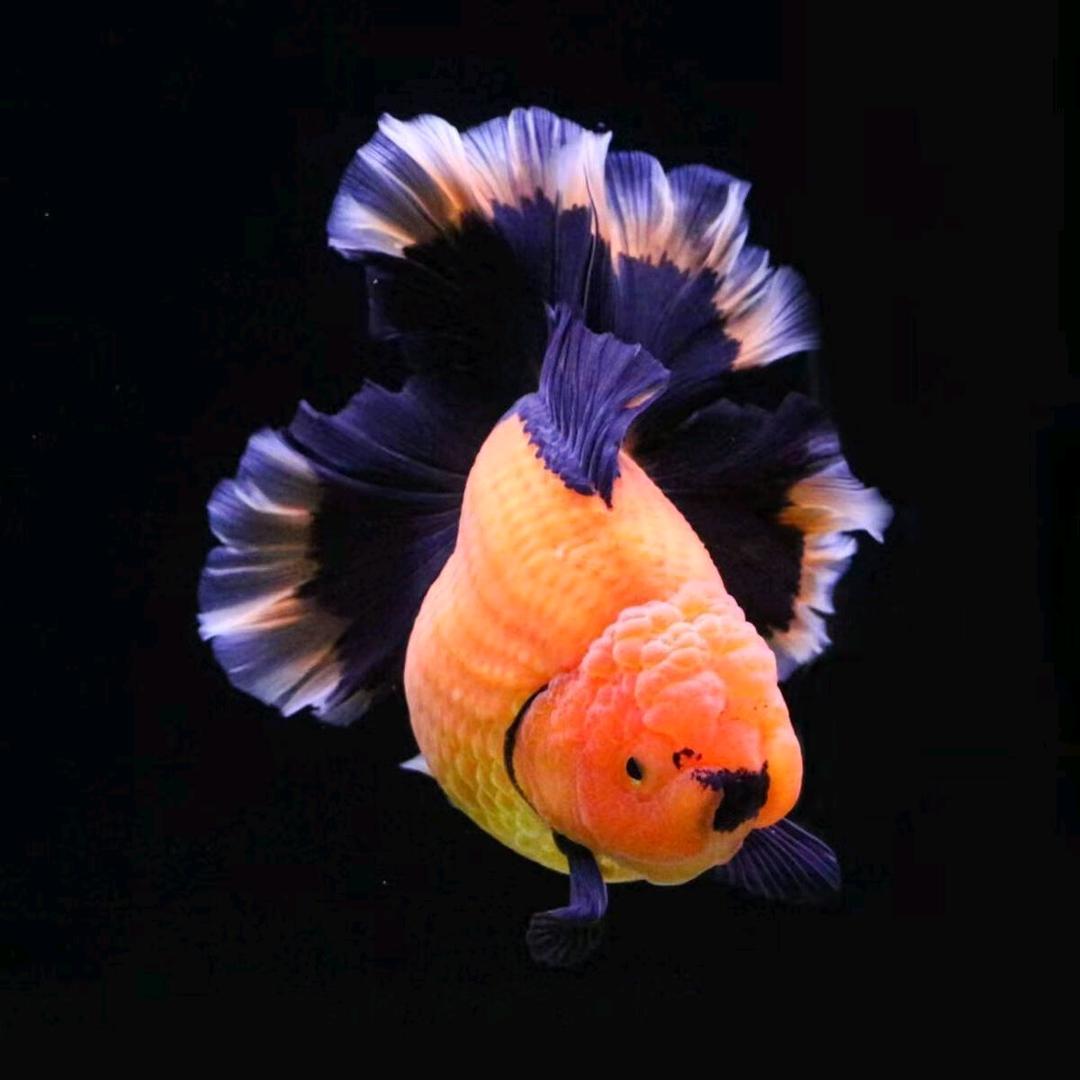 海之映泰狮金鱼