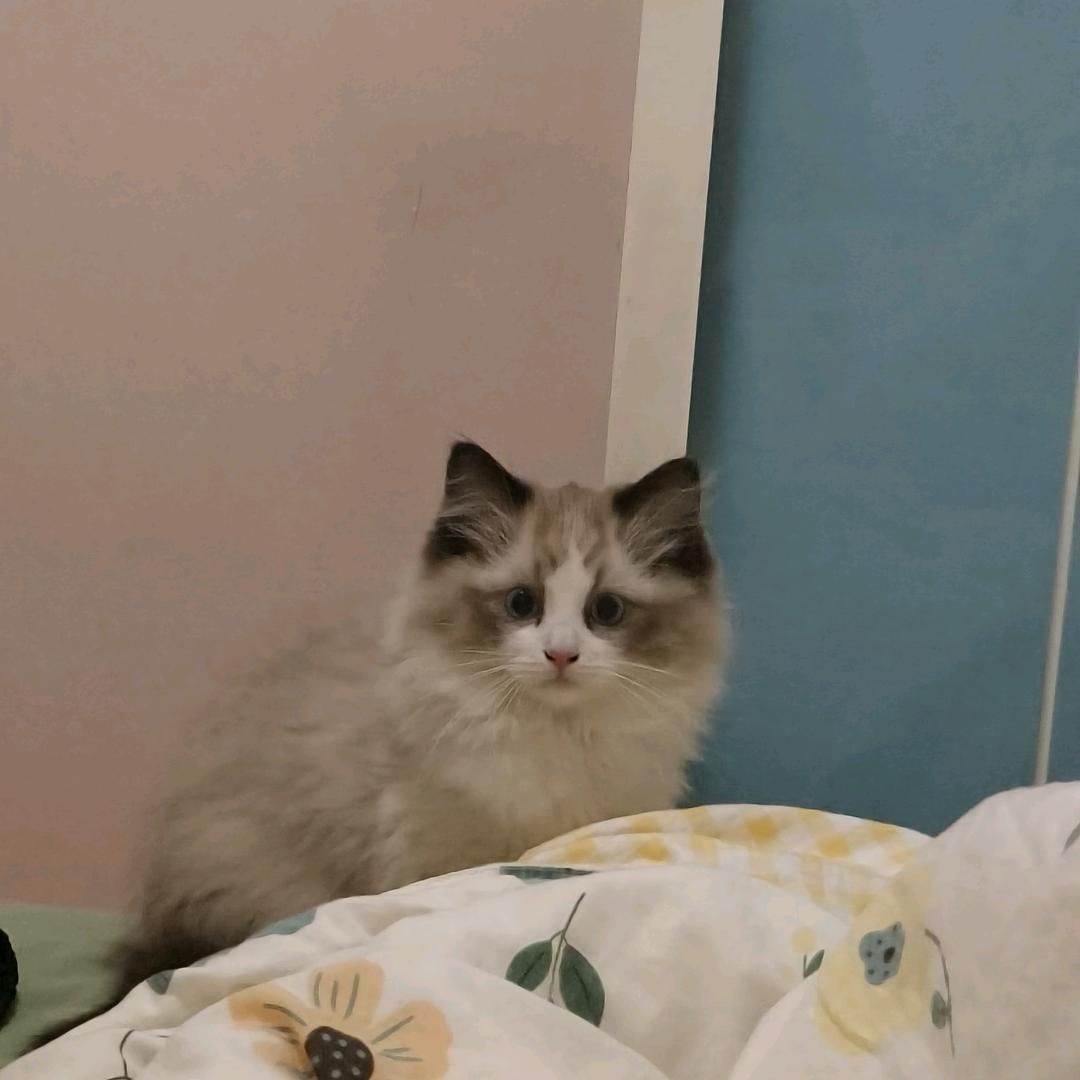 疯疯疯😡疯子