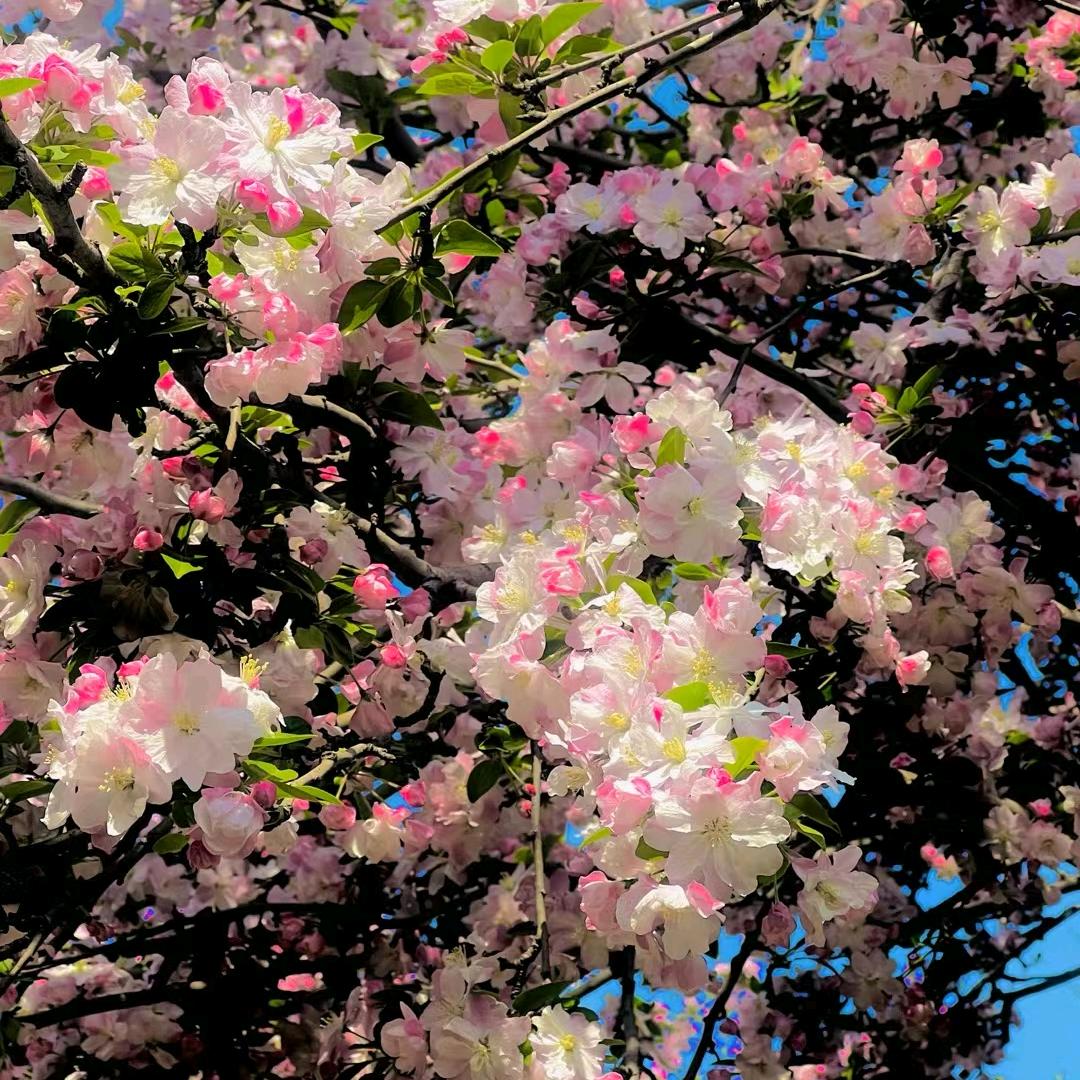 花 开 富 贵