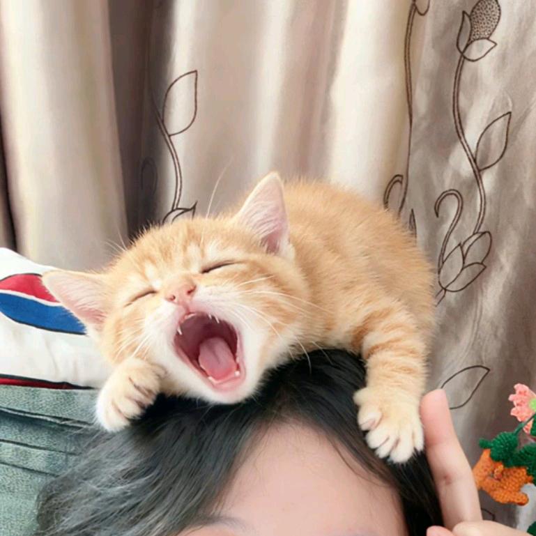 小谷