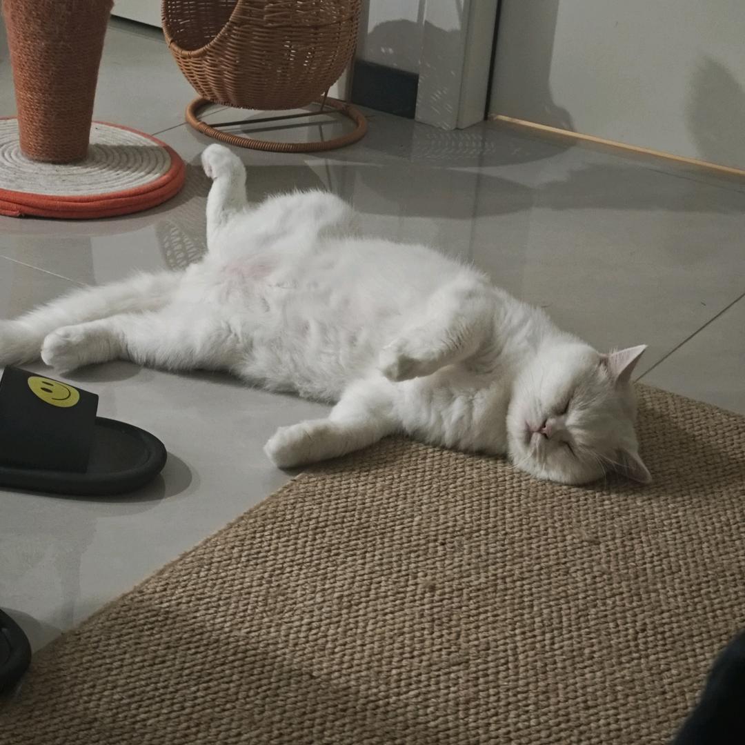 三星泽拉斯看火花