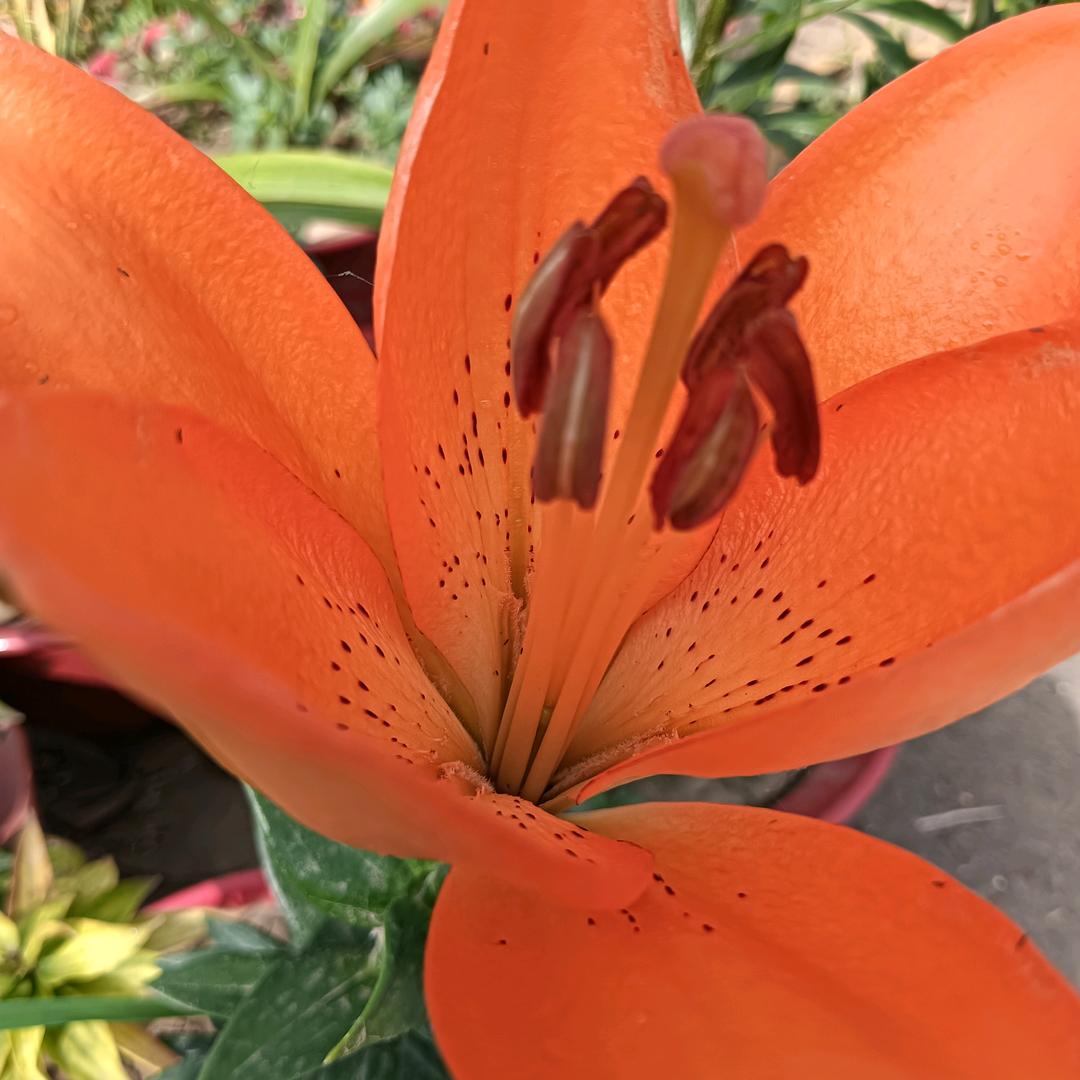 遇见花开
