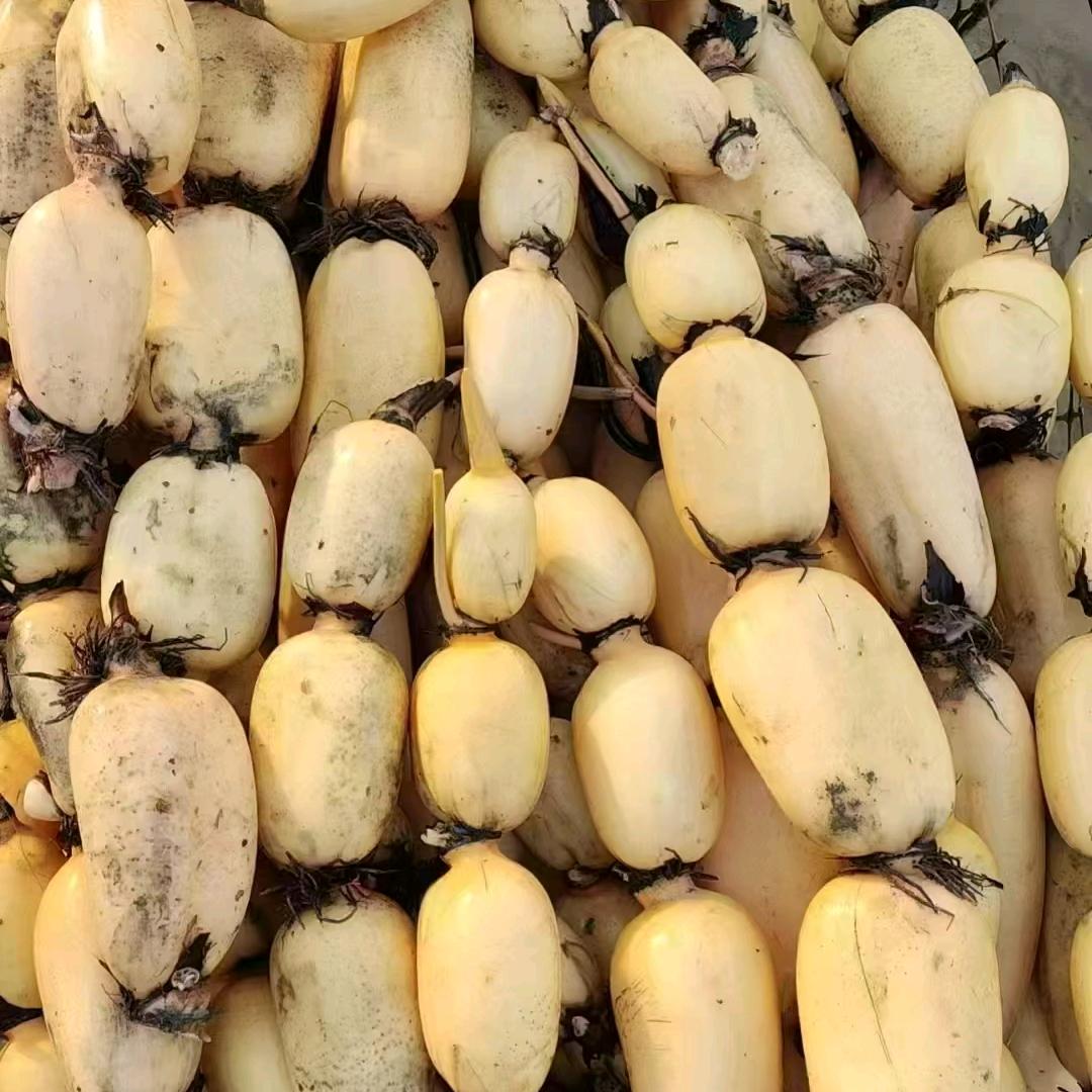 旭荷莲藕.批发.零售.（代卖代发）