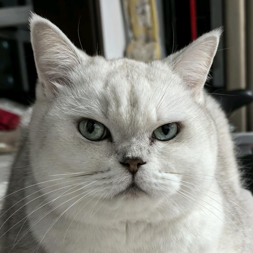 小雷