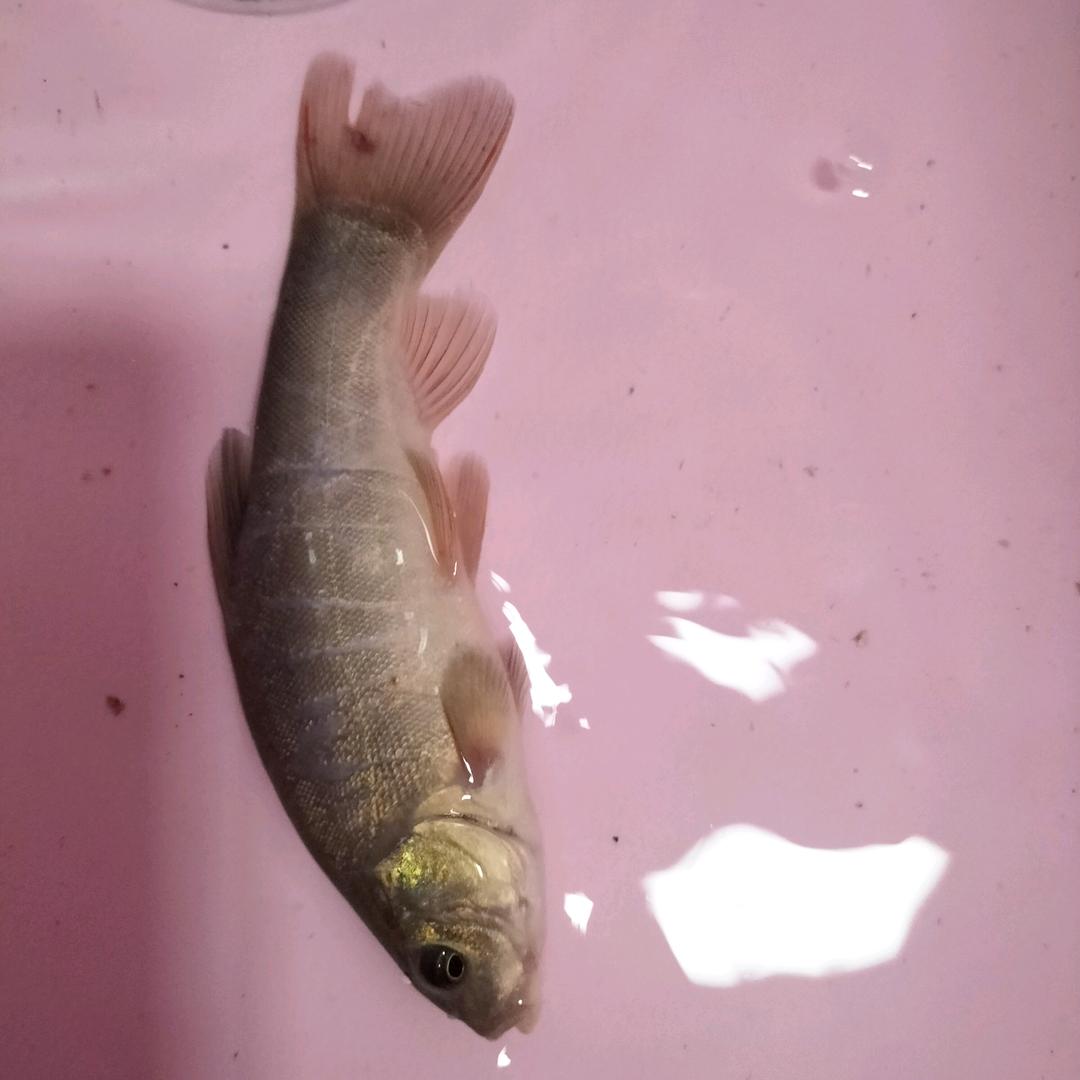 约翰爱钓鱼
