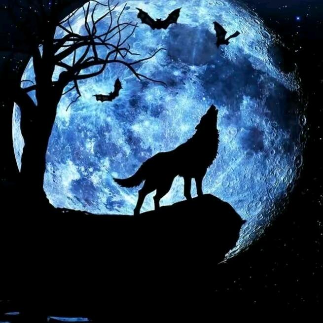 🐺独狼🐺