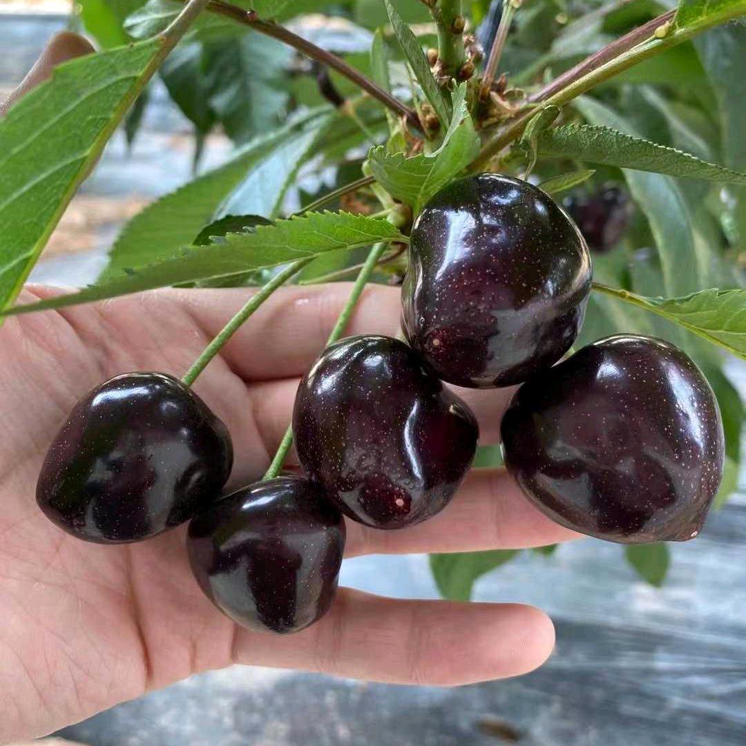 二手大棚保温被