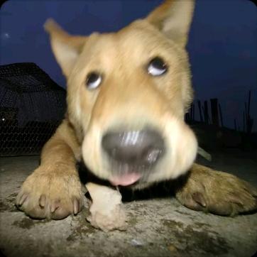 🦈🦈鲨鱼辣椒🌶️🌶️