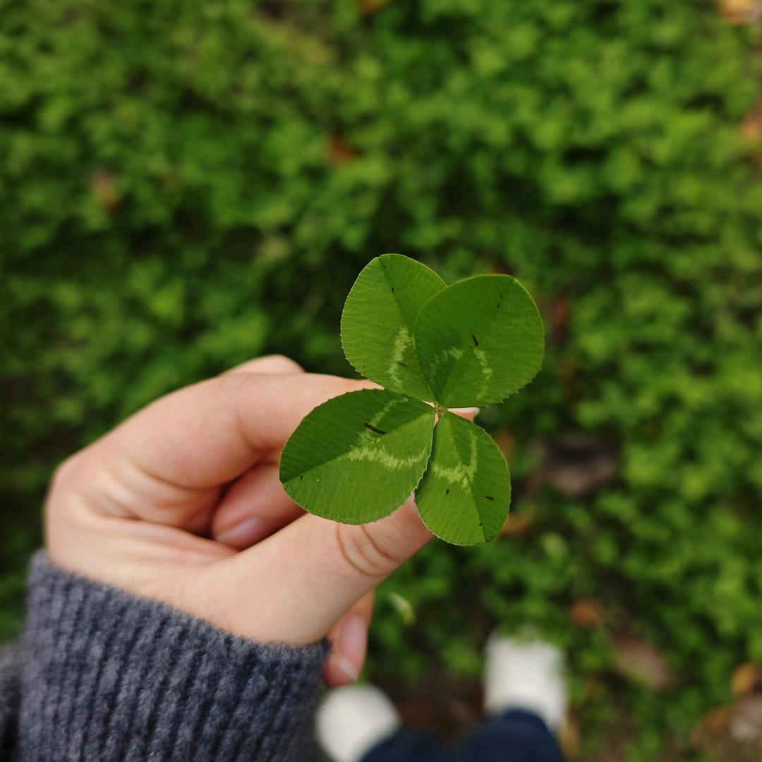 幸运四叶草