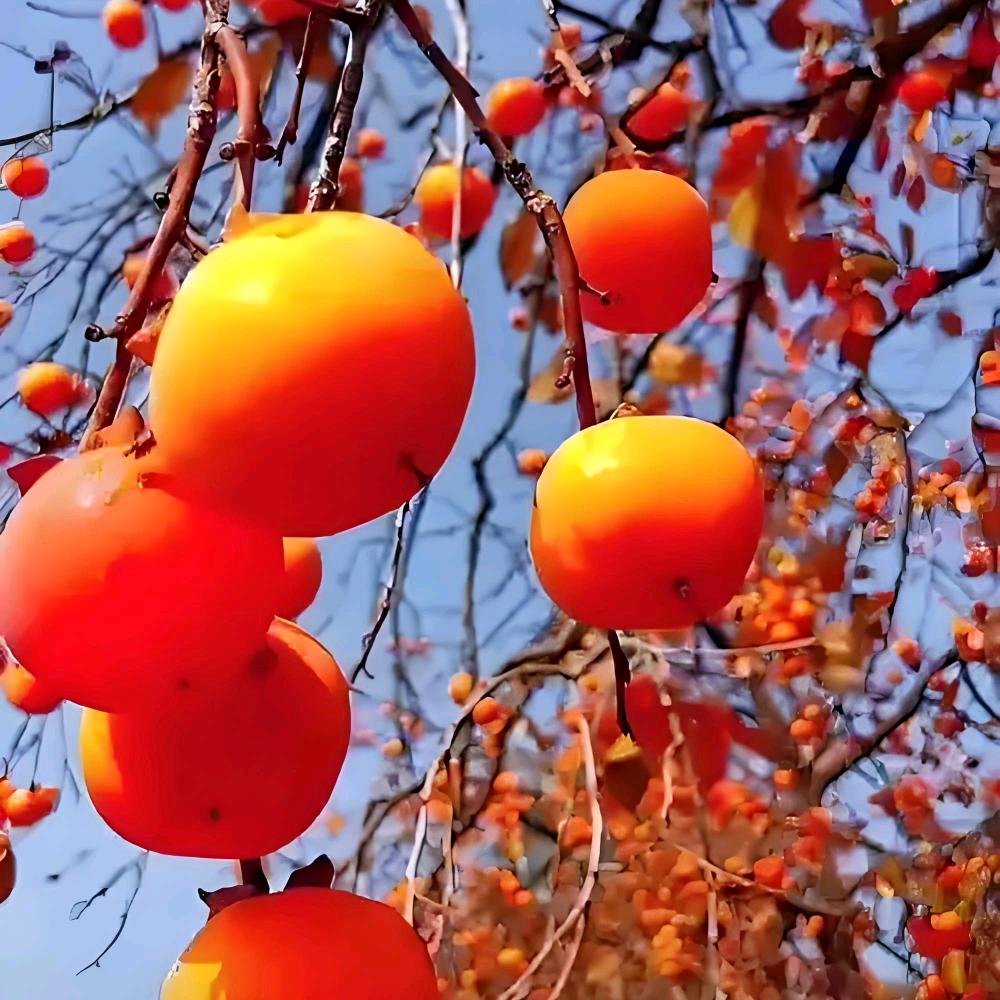 ꧔꧁💞晨曦微露℘💞᭄᪲ᩚ