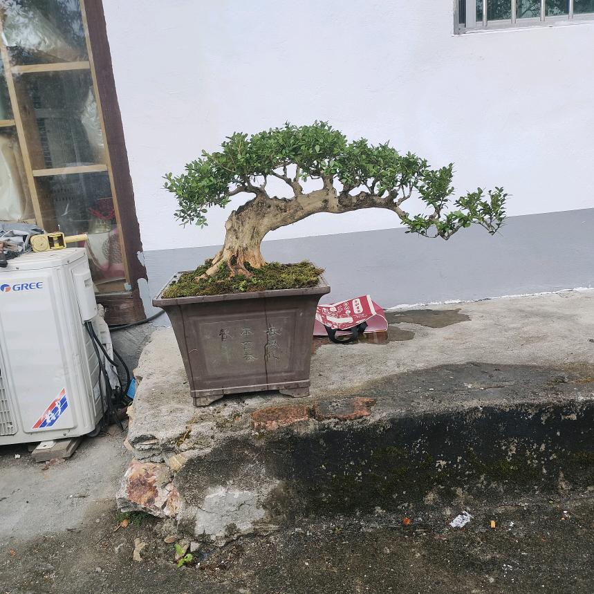风语