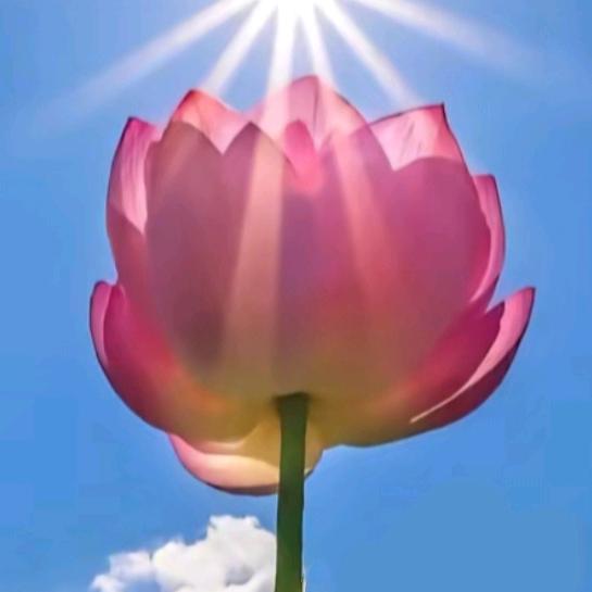 悟心🌺