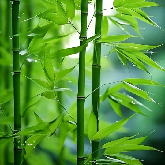 🎋竹沐清风🇨🇳