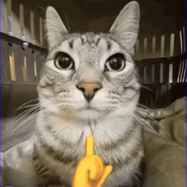 薄楚煜爱做视频（哈基猫）