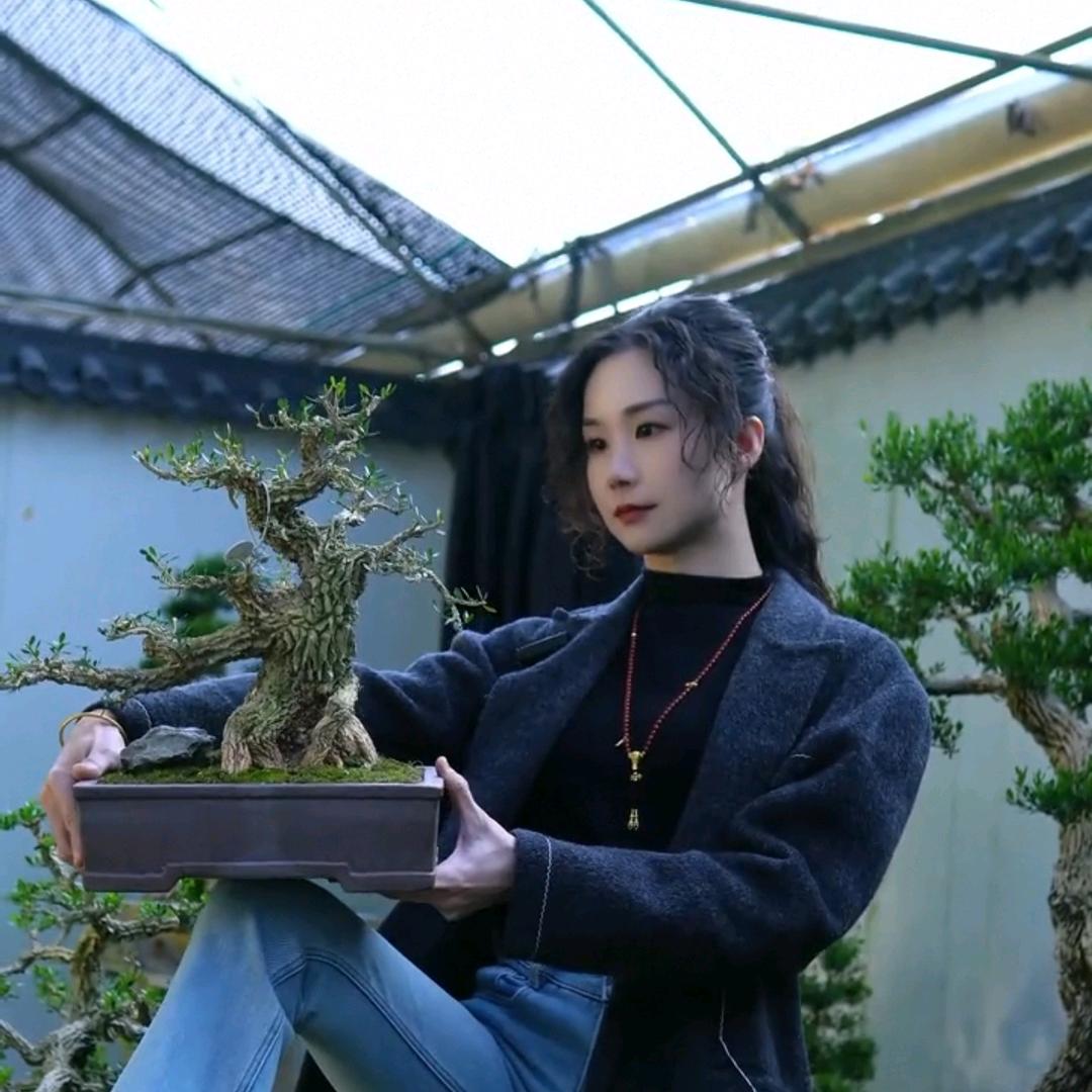 游小北雀舌黄杨盆景艺术