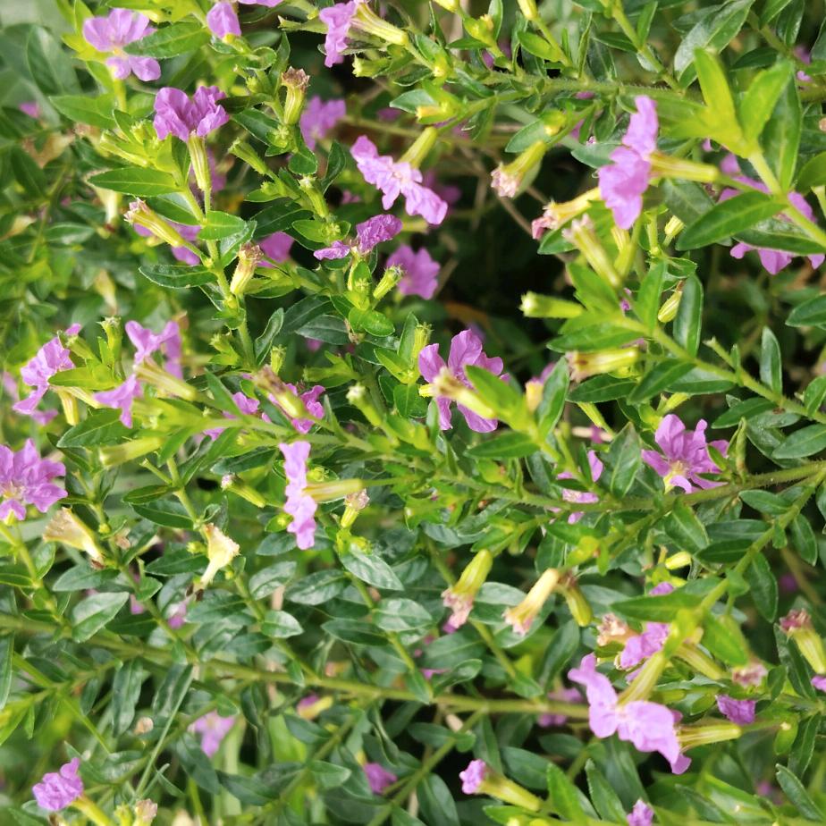 愉悦