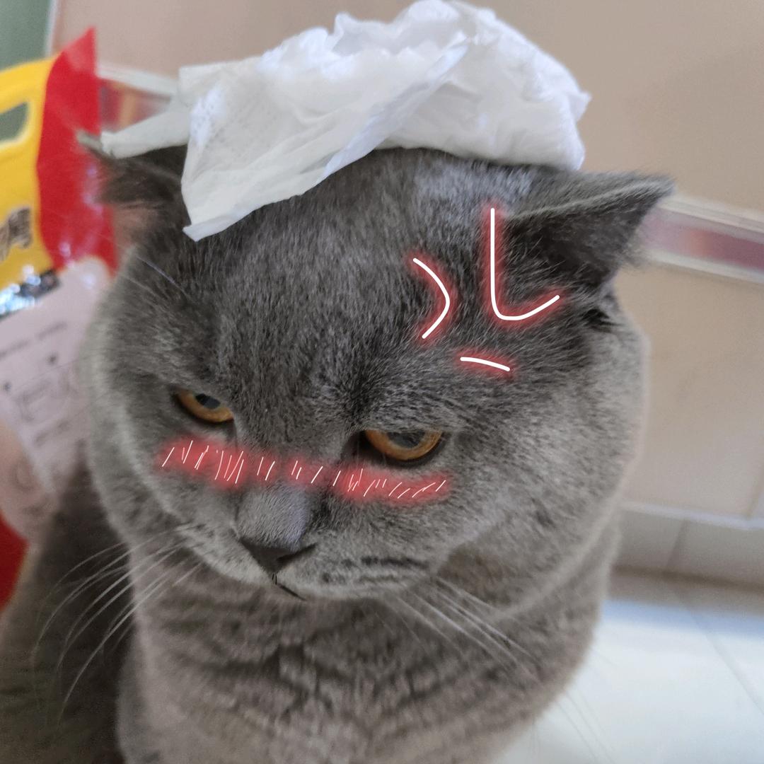 招财呀🐱