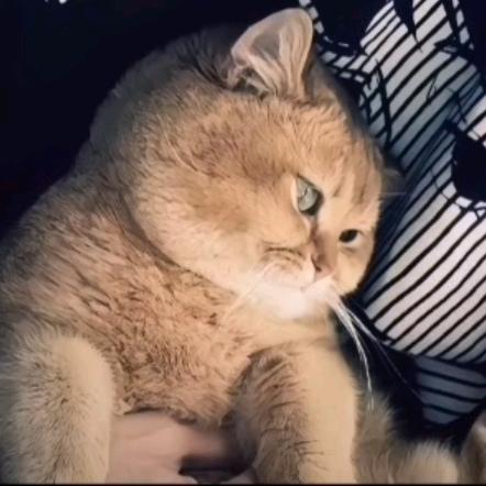 欧总