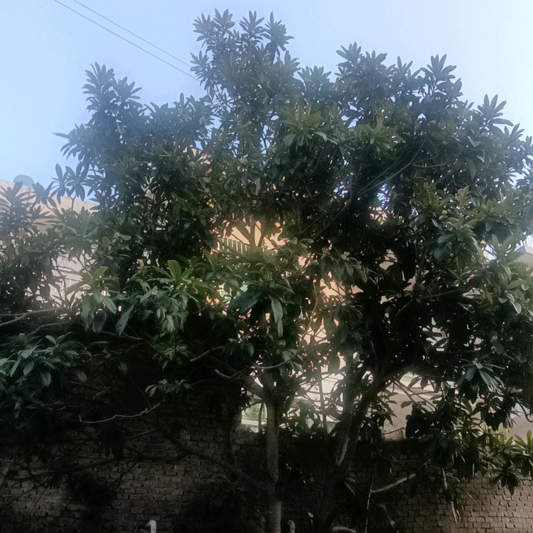 名字叫什么