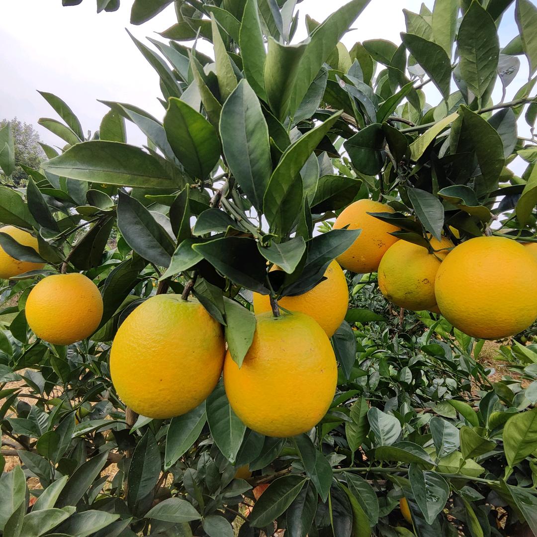 仁