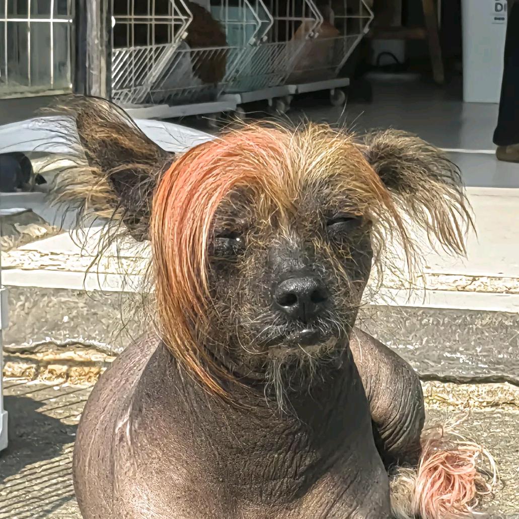疯狂动物城