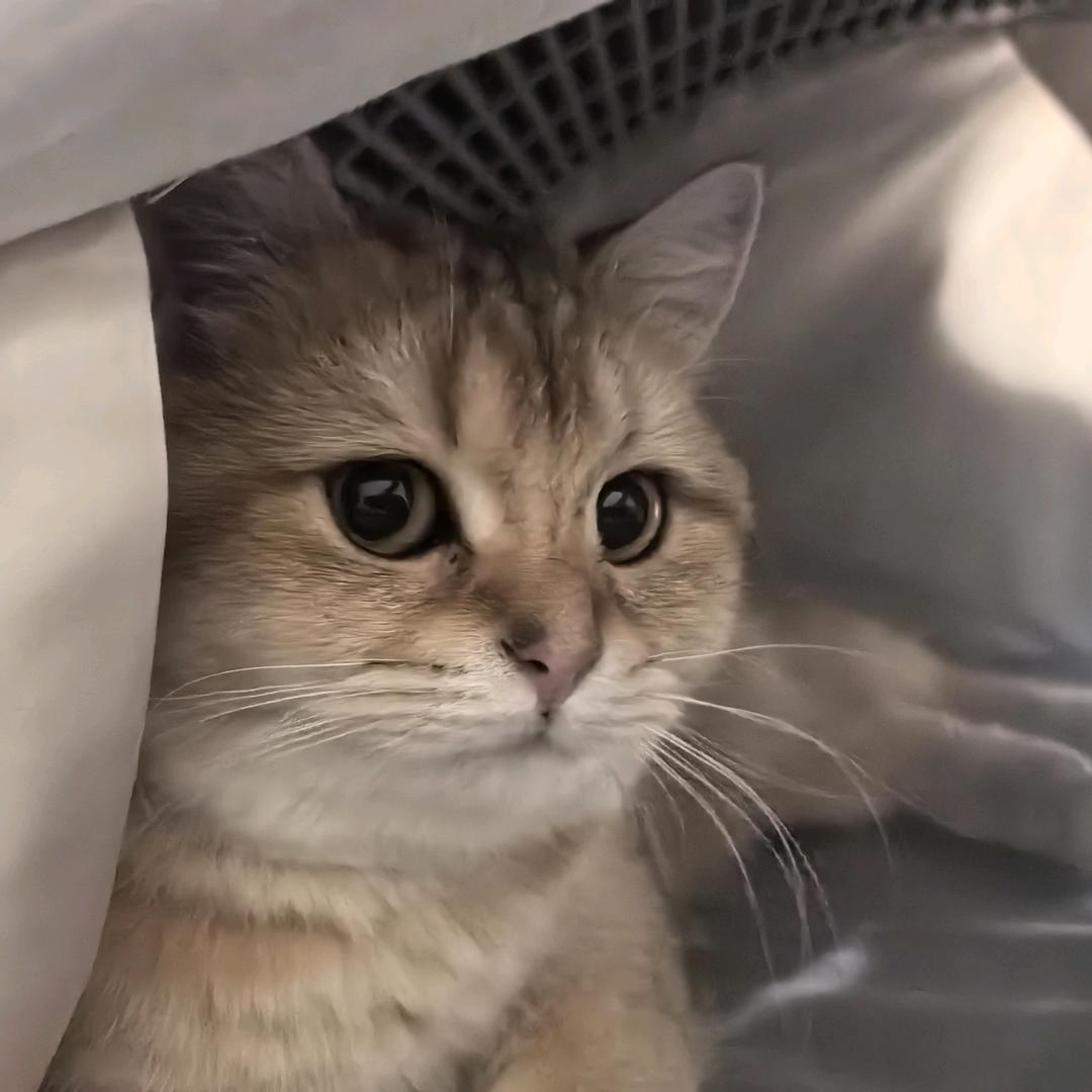 最爱听饼王画饼