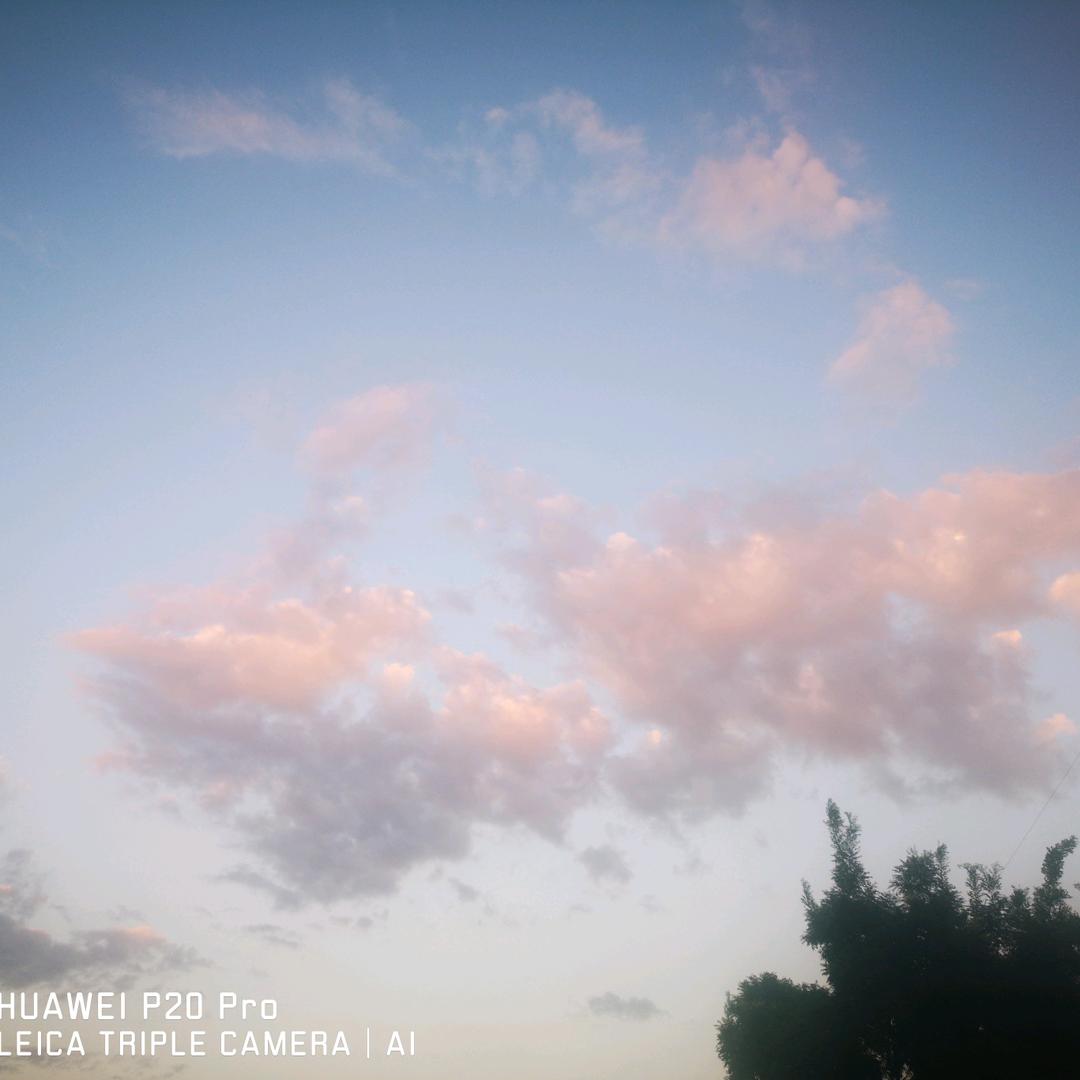 永凤飞，久凰鸽