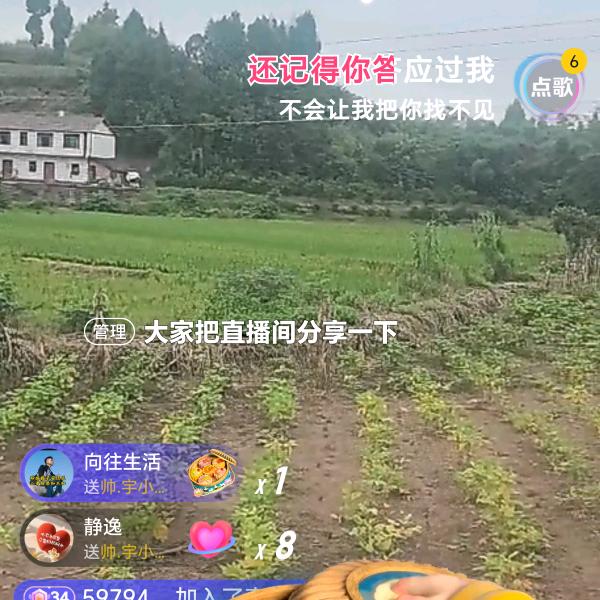枫