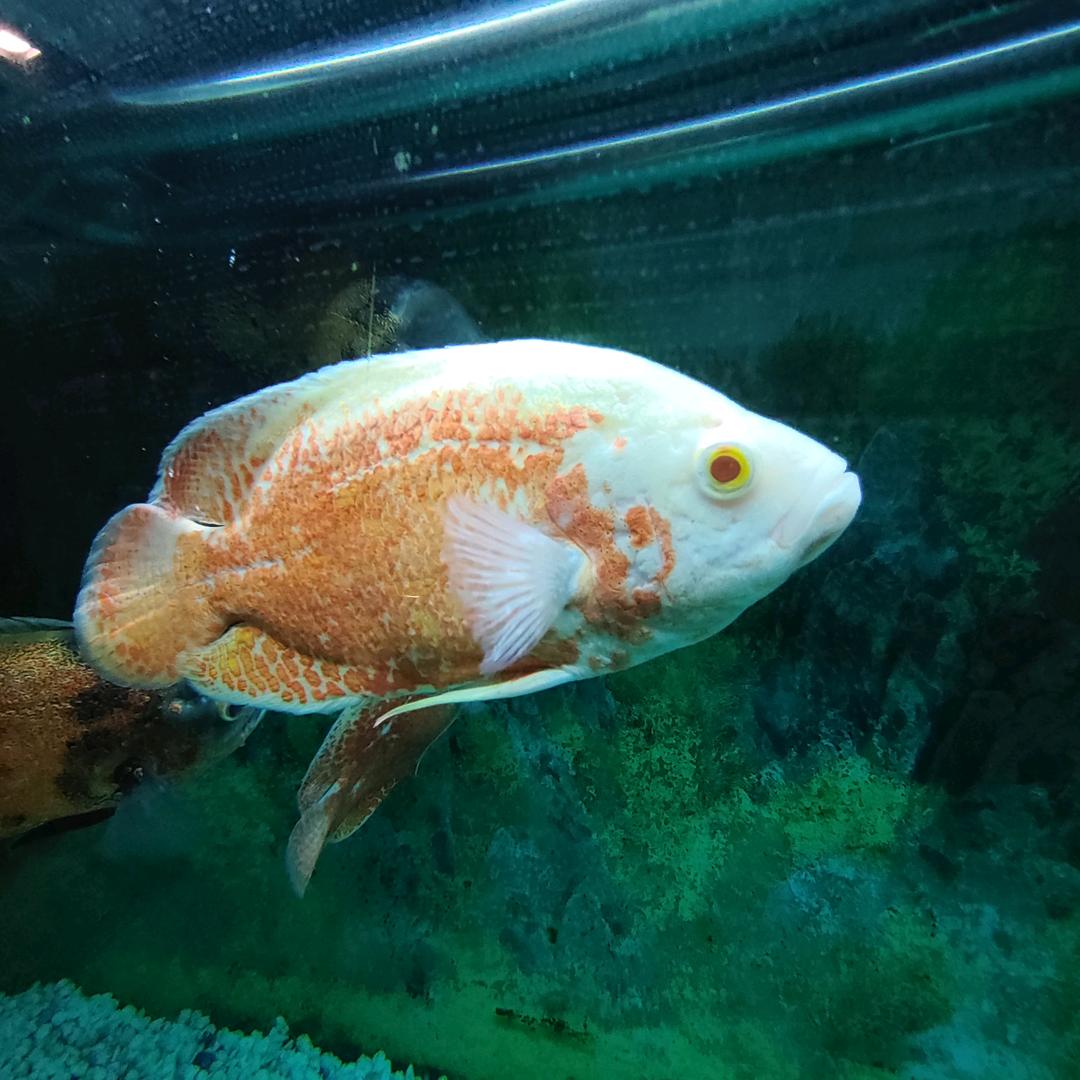 悠逸