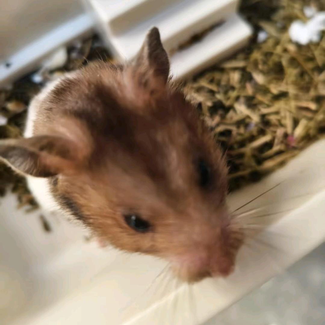 武汉异世界仓鼠