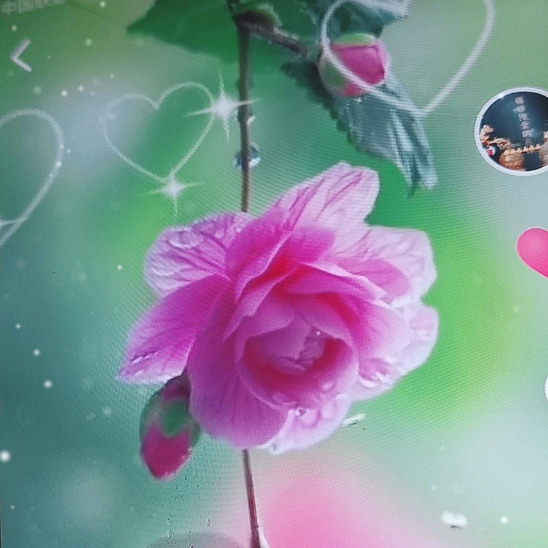 知足常乐