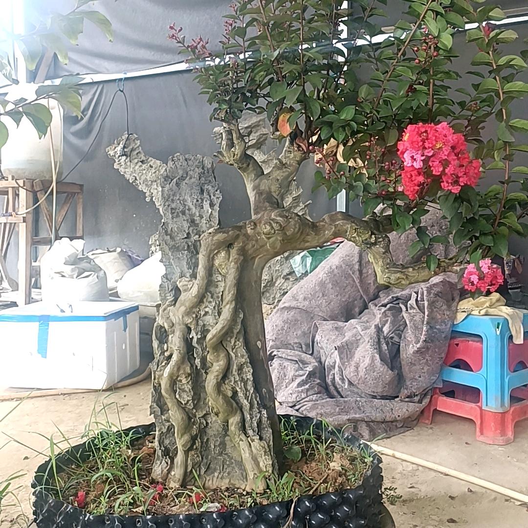 永福县子轩花卉种植场